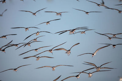 Low angle view of birds flying against sky