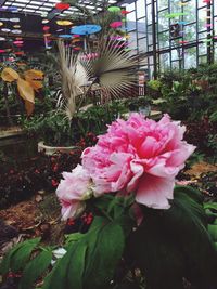 Close-up of pink flowers