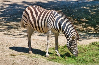 Zebra standing on a land