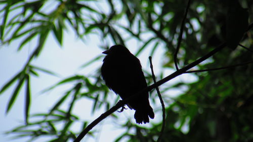 Low angle view of bird perching on branch