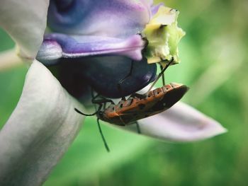 Close-up of insect on flower