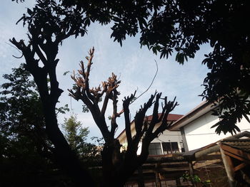 Low angle view of tree and building against sky