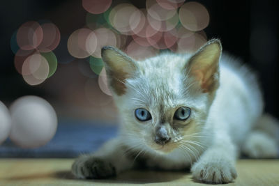 Close-up portrait of kitten on floor at night