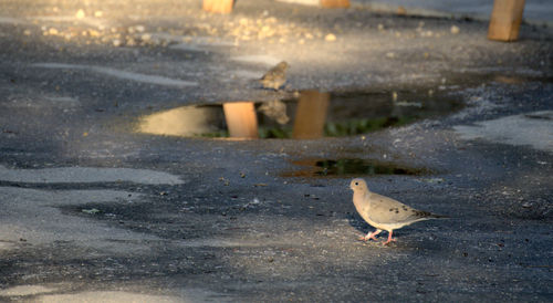 Bird perching on wet street