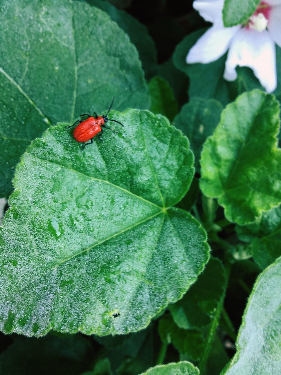 HIGH ANGLE VIEW OF LADYBUG ON PLANT