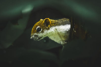 Close-up of squirrel