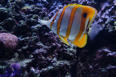 Close-up of fish underwater