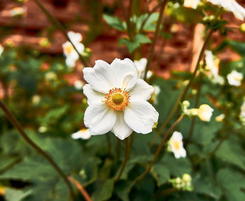 Close-up of white flowering plant