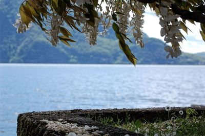 Close-up of tree against sea