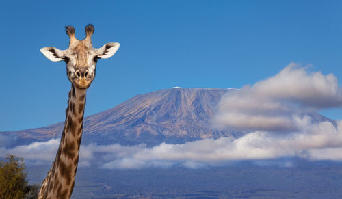 Portrait of giraffe on mountain against blue sky