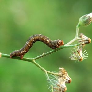 Close-up of grasshopper on branch