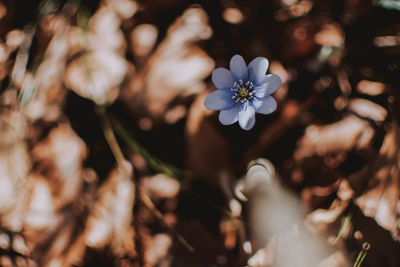 Close-up of white flowering plant