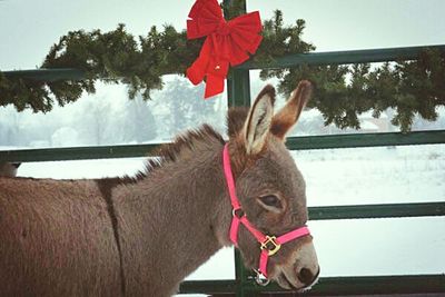 Close-up of horse