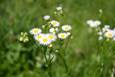 Close-up of white daisy flowers on field