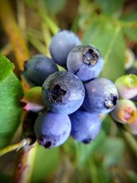 Close-up of berries growing on plant