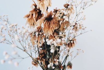 Close-up of wilted plant against sky