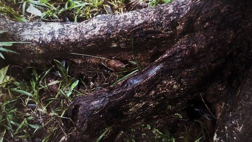 Close-up of plants in forest