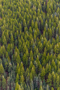 Full frame shot of pine trees in forest.