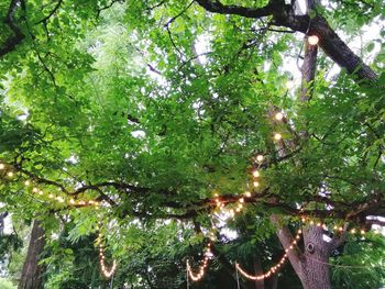 Low angle view of flowers on tree