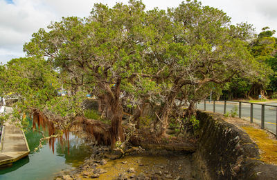 Trees by lake against sky