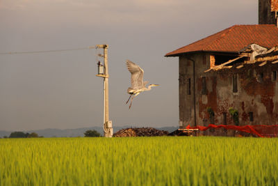 Windmill in a field