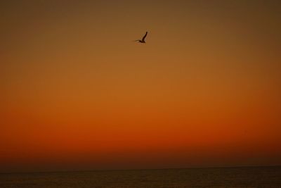 Bird over sunset