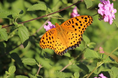 Close-up of butterfly on leaf