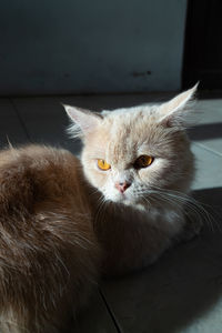 Close-up portrait of a cat