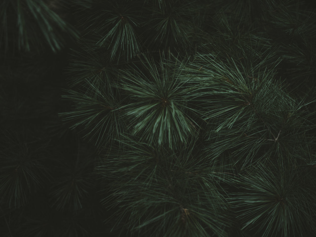 FULL FRAME SHOT OF PALM TREE AT NIGHT