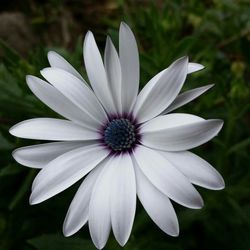 Close-up of white daisy blooming outdoors