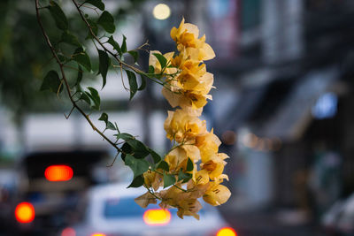 Close-up of yellow flowering plant