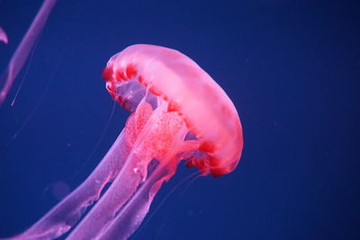 Close-up of jellyfish in water