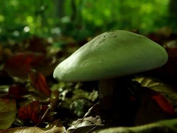 Close-up of mushroom growing outdoors
