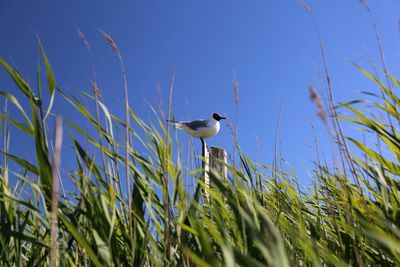 Bird perching on grass