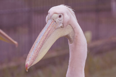 Close-up of bird against blurred background