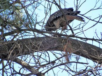 Low angle view of bird perching on tree