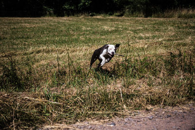 Horse running on field