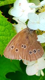 High angle view of butterfly on flower