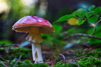 Lonely mushroom