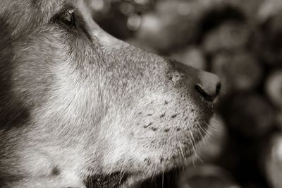 Close-up of dog outdoors