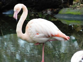 White swan in a lake