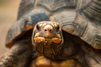 A close up portrait shot of a curious turtle at my local butterfly garden in benalmadena, spain