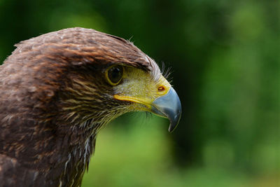 Harris hawk