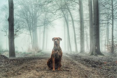 Dog sitting by trees in forest during foggy weather