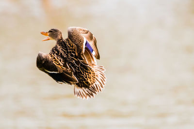 Duck flying on sunny day
