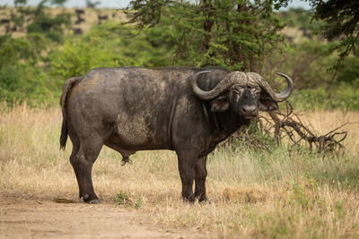 Cape buffalo stands in grass turning head