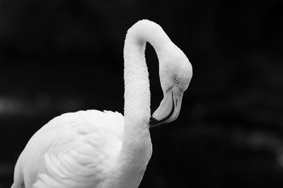 animal themes
