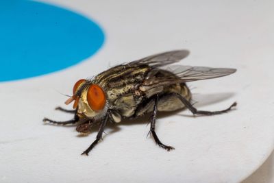 High angle view of fly on the table