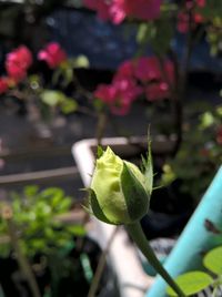 Close-up of plant growing outdoors