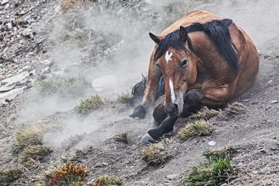 Horse standing on rock